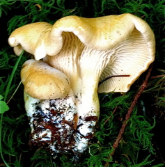 Cantharellus cascadensis