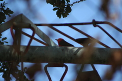 Pyrocephalus rubinus