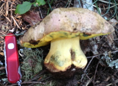 Butyriboletus abieticola