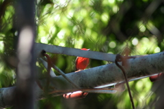 Pyrocephalus rubinus