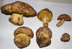 Butyriboletus abieticola