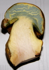 Butyriboletus abieticola