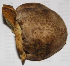 Butyriboletus abieticola