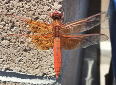 Libellula saturata