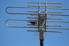 Pyrocephalus rubinus