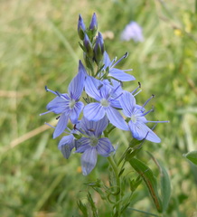 Veronica teucrium