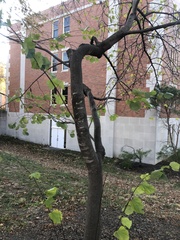 Cercis canadensis