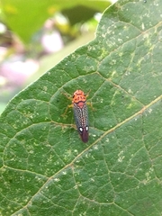 Parathona gratiosa