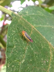 Parathona gratiosa