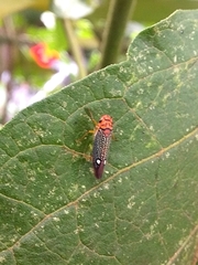 Parathona gratiosa