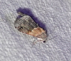 Tripudia balteata