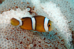 Amphiprion tricinctus