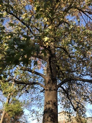 Liquidambar styraciflua