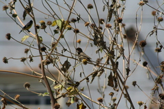 Haemorhous mexicanus