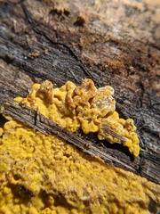 Hemitrichia clavata