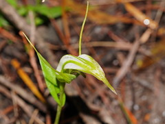 Pterostylis falcata