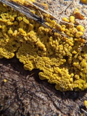 Hemitrichia clavata