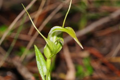Pterostylis falcata