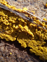 Hemitrichia clavata