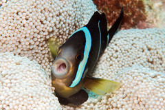 Amphiprion tricinctus
