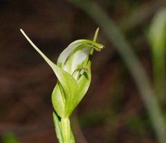 Pterostylis falcata