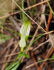 Pterostylis falcata