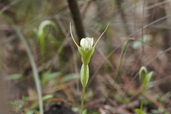 Pterostylis falcata