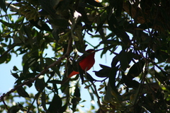 Pyrocephalus rubinus