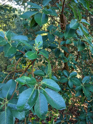 iNaturalist observation photo of Pacific madrone