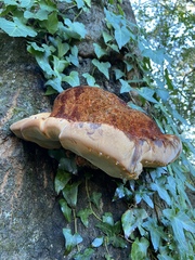 Inonotus quercustris