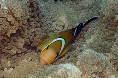 Amphiprion tricinctus