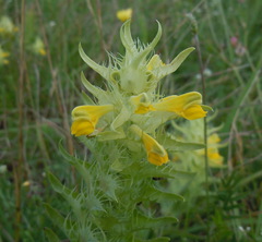 Melampyrum barbatum