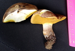 Suillus punctatipes