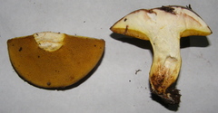 Suillus punctatipes