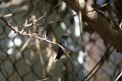 Cynanthus latirostris