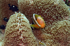 Amphiprion tricinctus