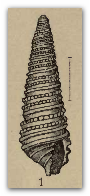 Triptychus