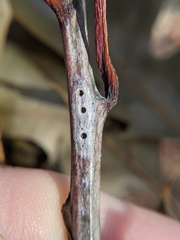 Callirhytis medularis