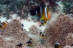 Amphiprion tricinctus