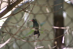 Cynanthus latirostris