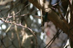 Cynanthus latirostris