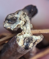 Callirhytis medularis