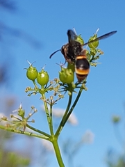Masarinae