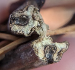 Callirhytis medularis