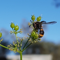 Masarinae