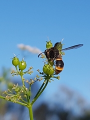 Masarinae