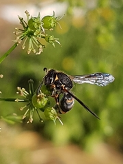 Masarinae