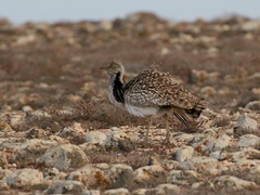 Chlamydotis undulata