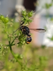 Masarinae