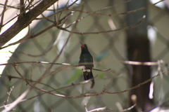 Cynanthus latirostris